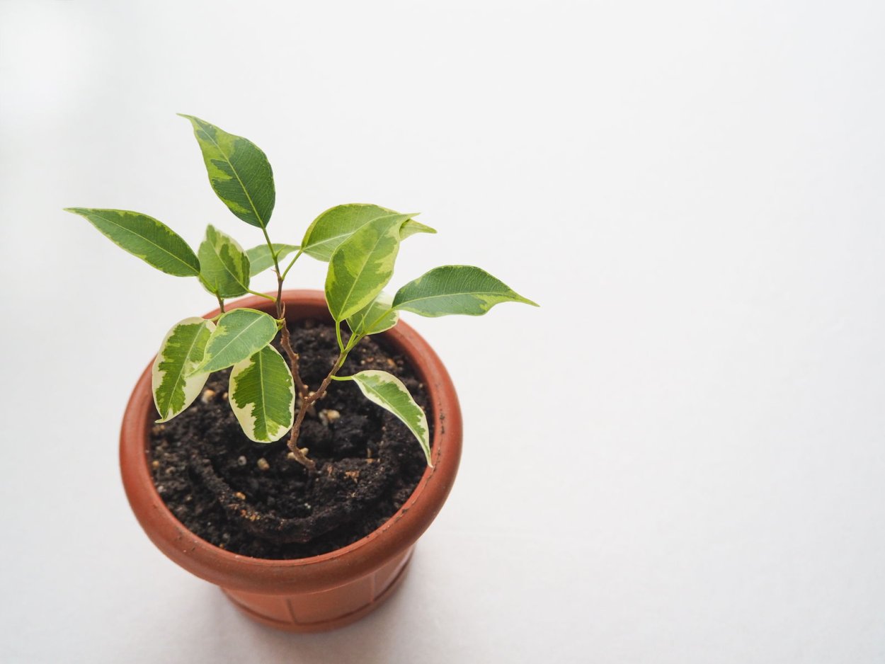 Фикус Виренс