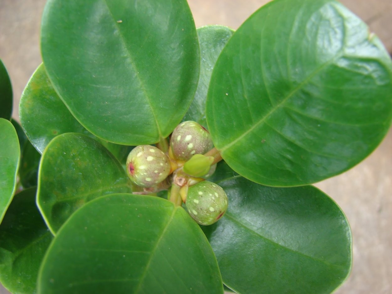 Фикус Платипода