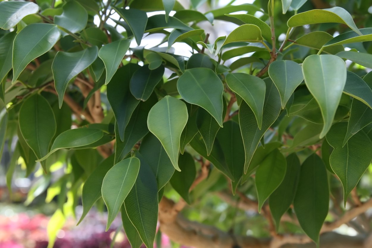 Ficus obliqua фикус обманчивый