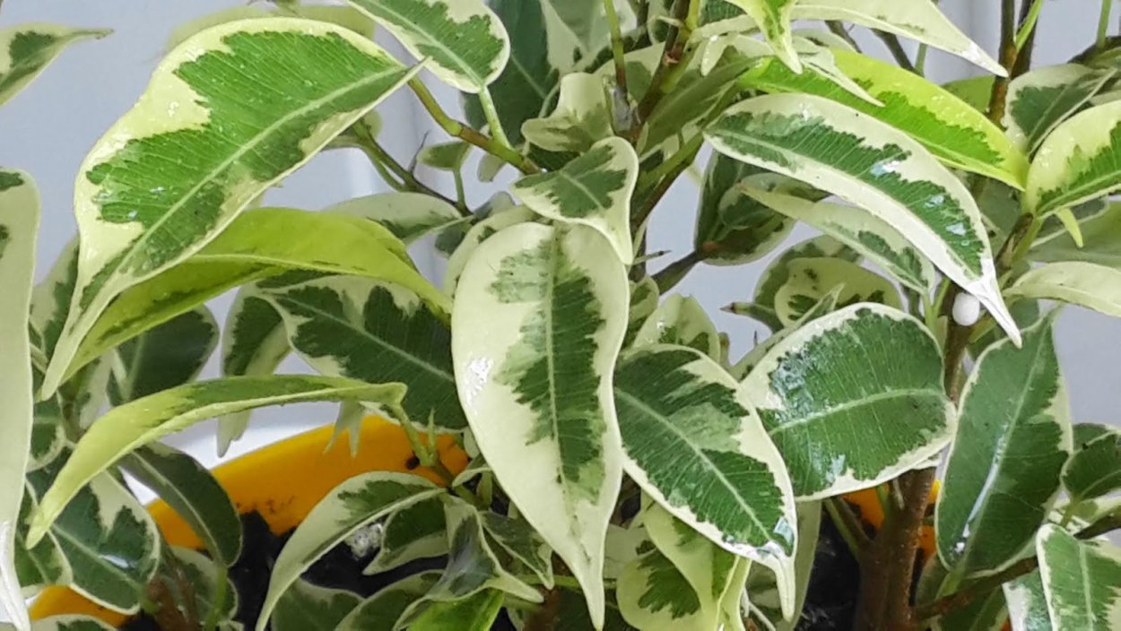 Фикус семейное дерево