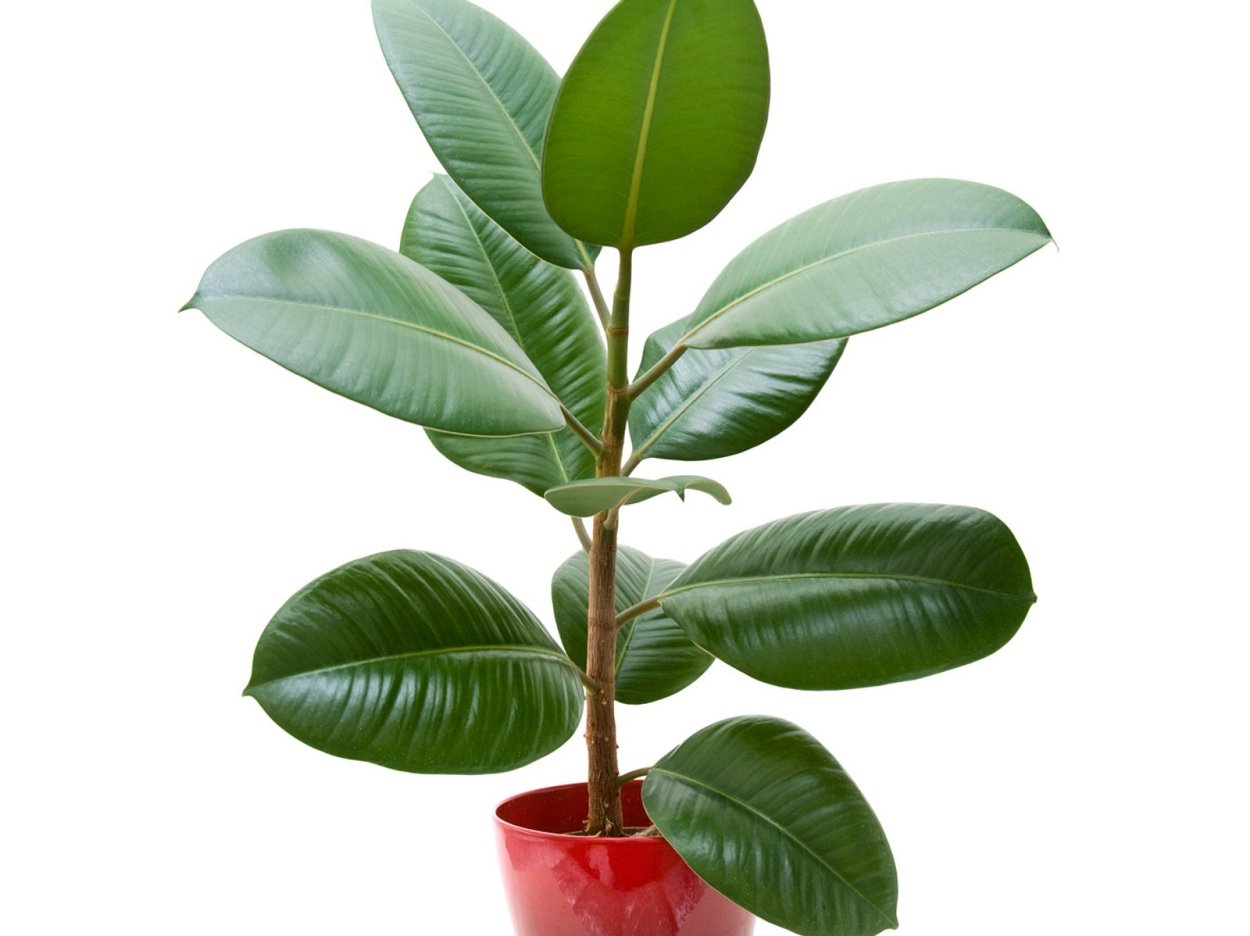 Фикус Бенджамина листья