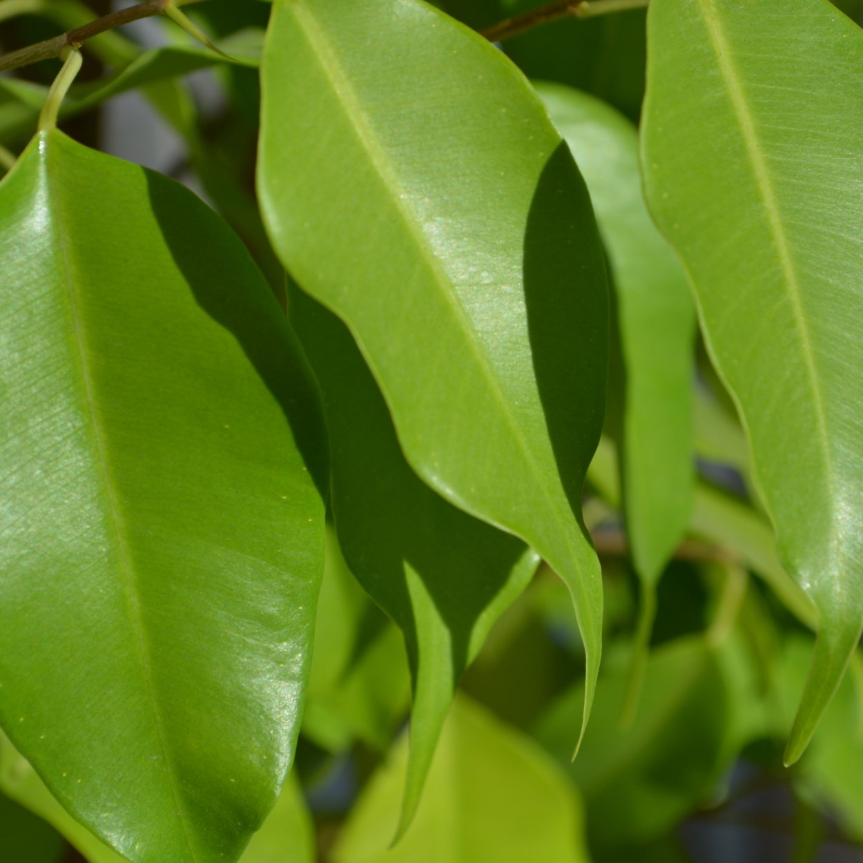 Каучуконосный фикус Одри