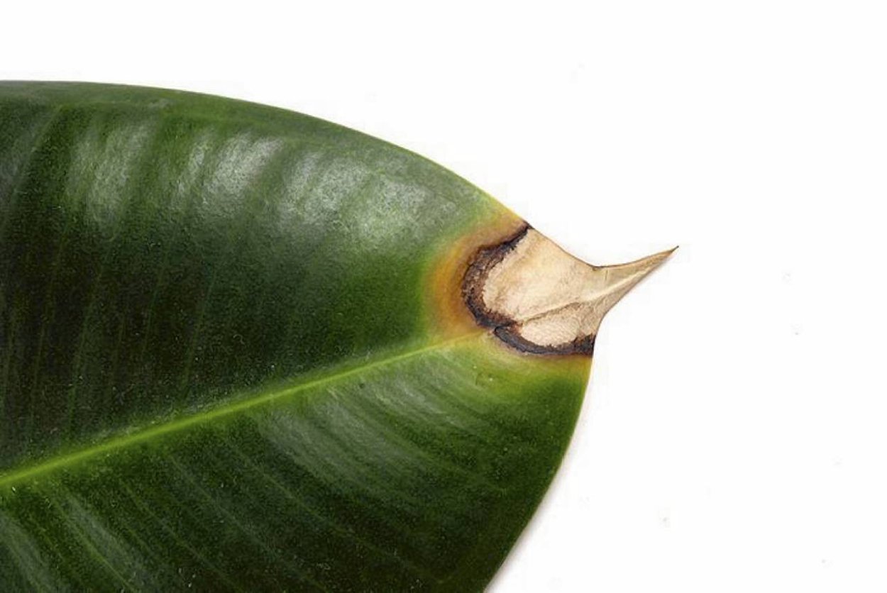 Фикус каучуконосный