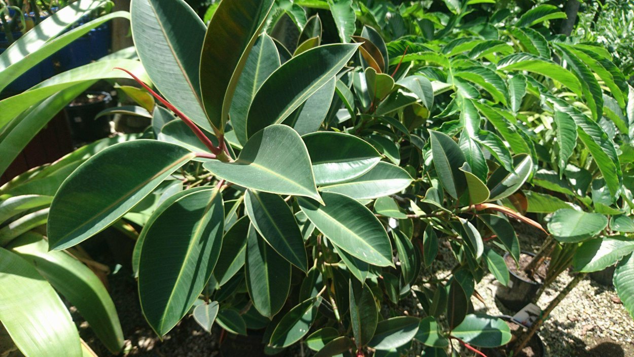 Ficus villosa