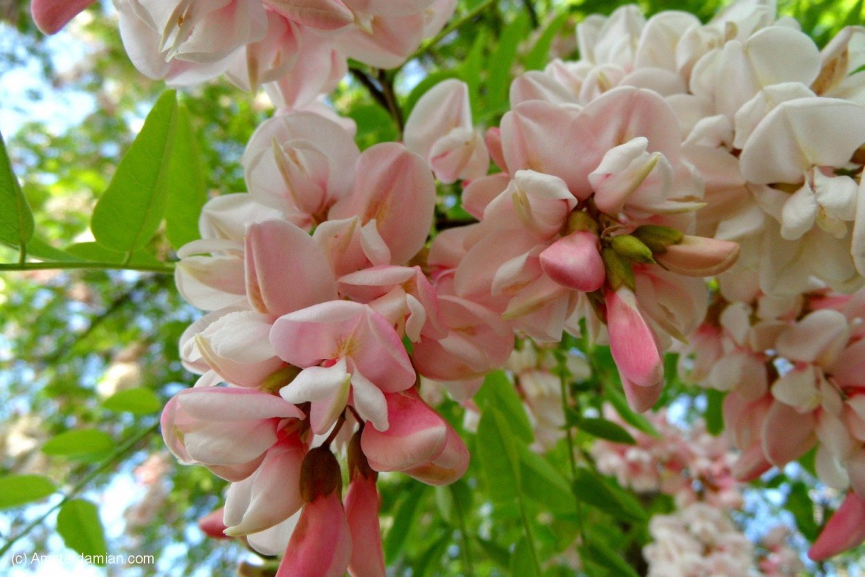 Акация длиннолистная