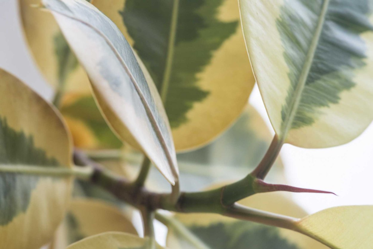 Фагрея цейлонская