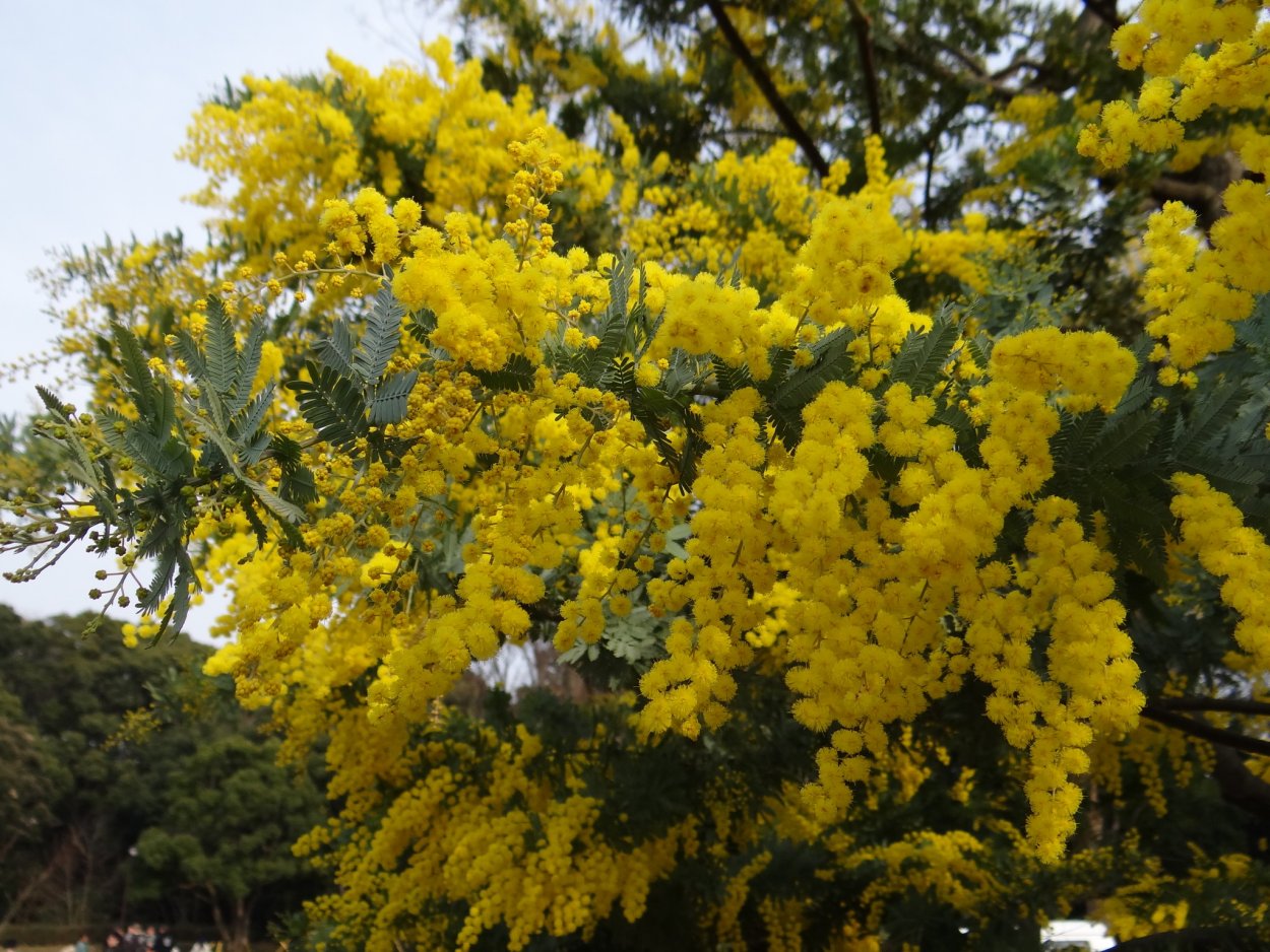 Ленкоранская Акация