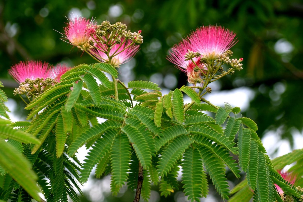 Альбиция ленкоранская - Albizia julibrissin