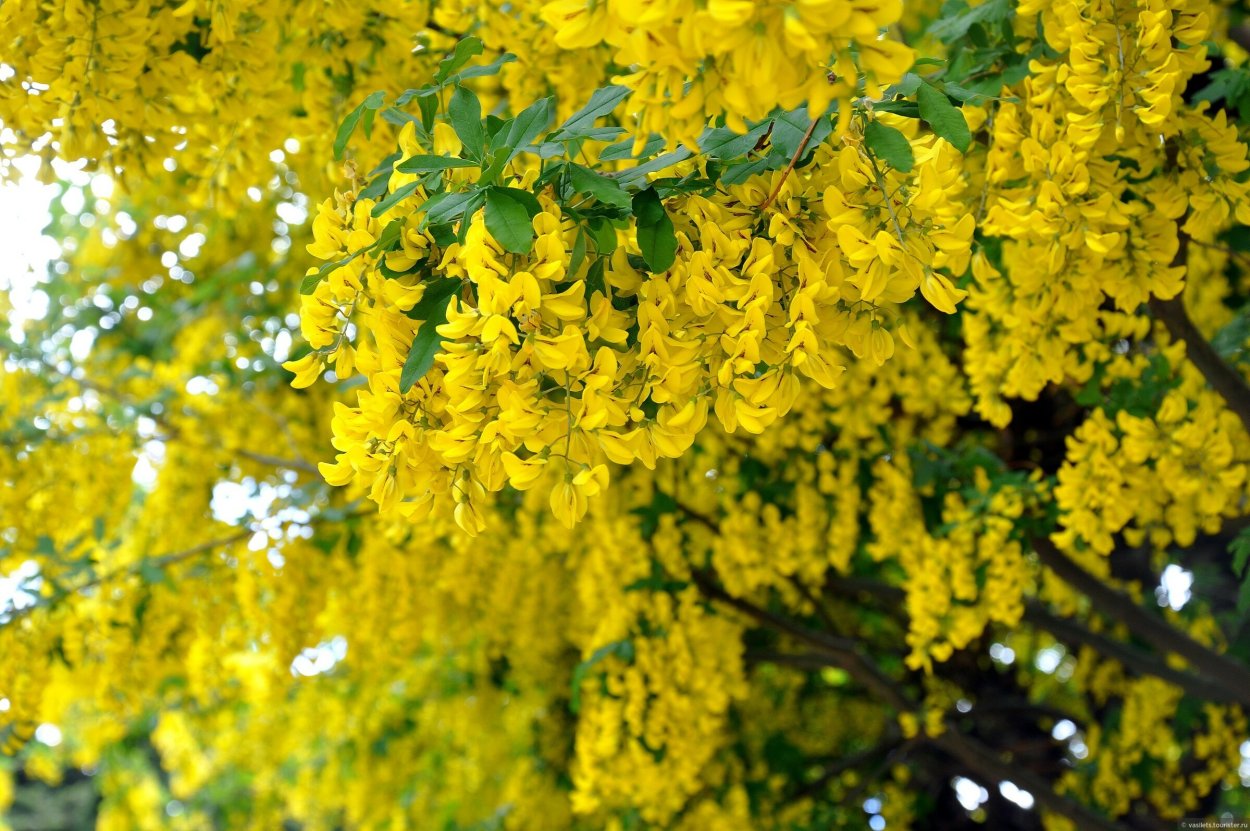Альбиция ленкоранская взрослое дерево