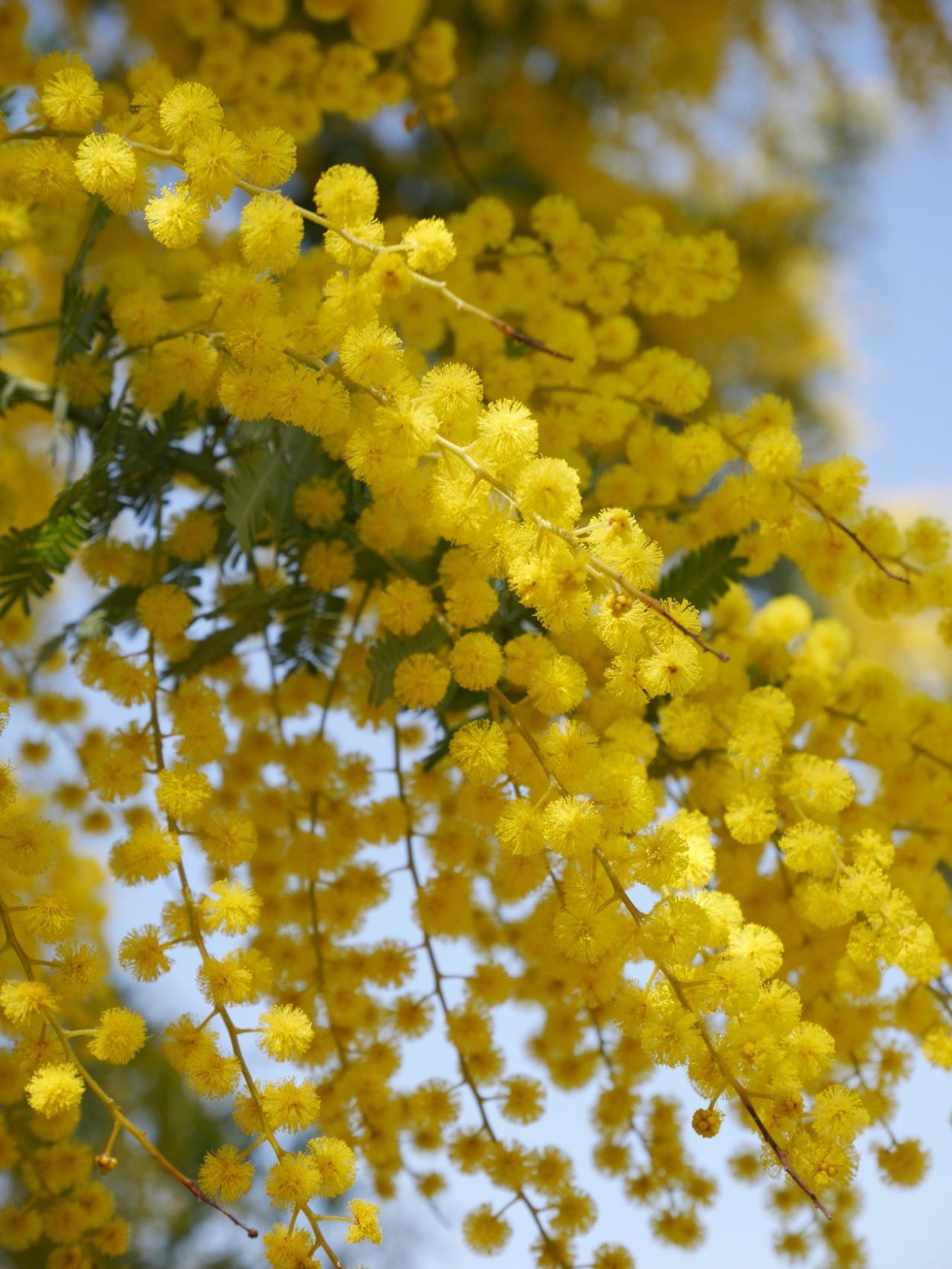 Акация шипы дерево Молдова