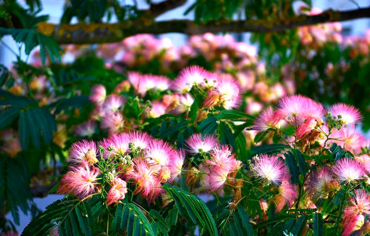 Японская Мимоза