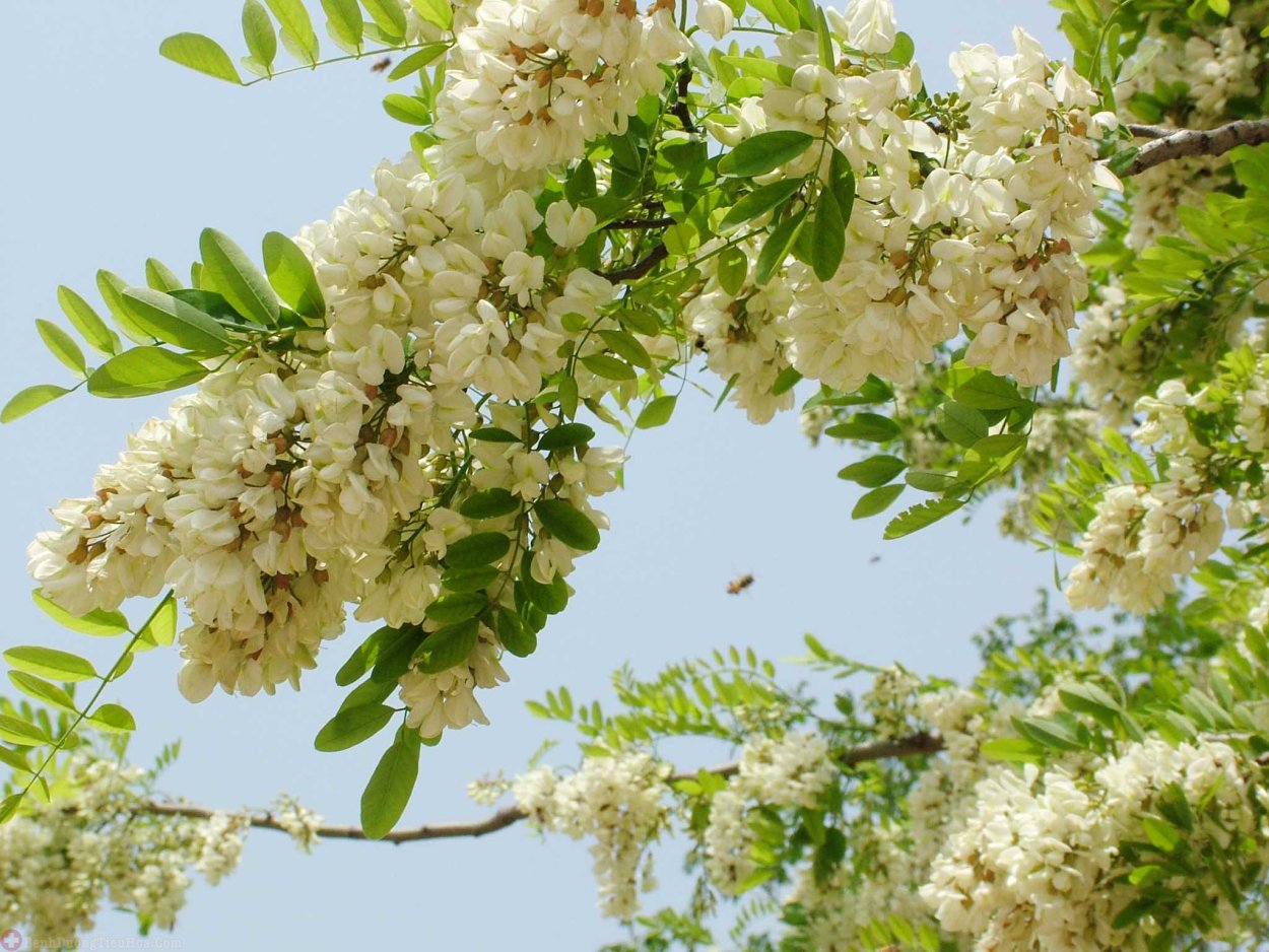 Глициния Лиана