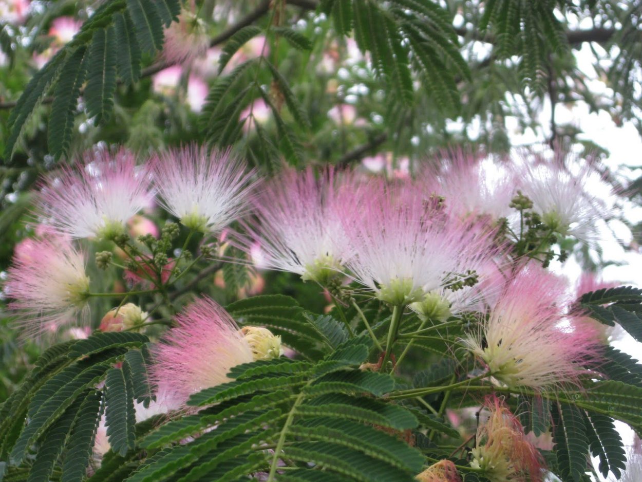 Акация Мимоза