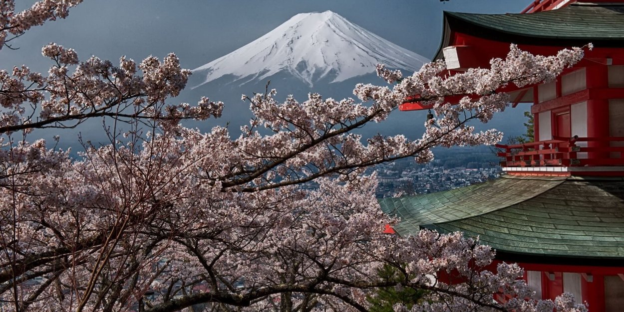 Цветущая Акация