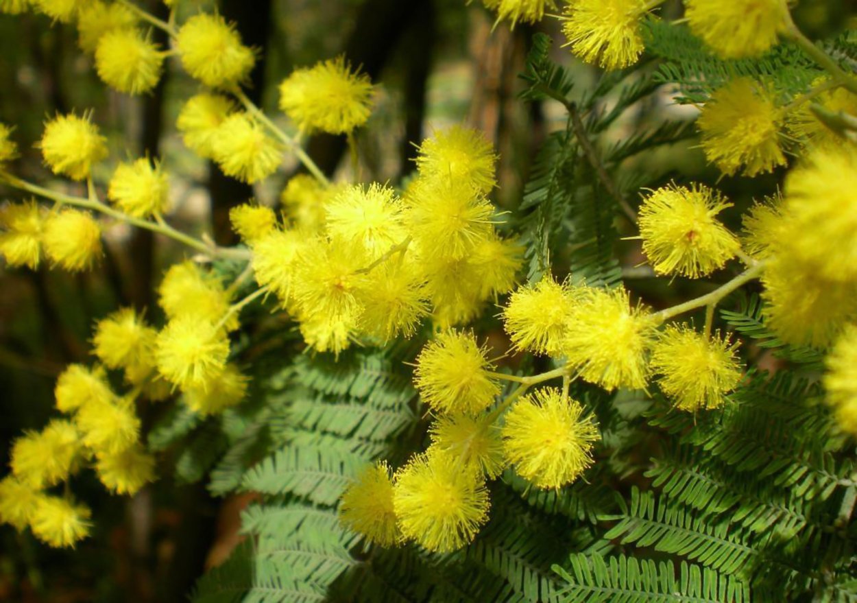 Альбиция ленкоранская Акация