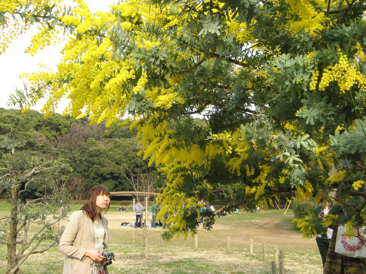 Сакура блоссом