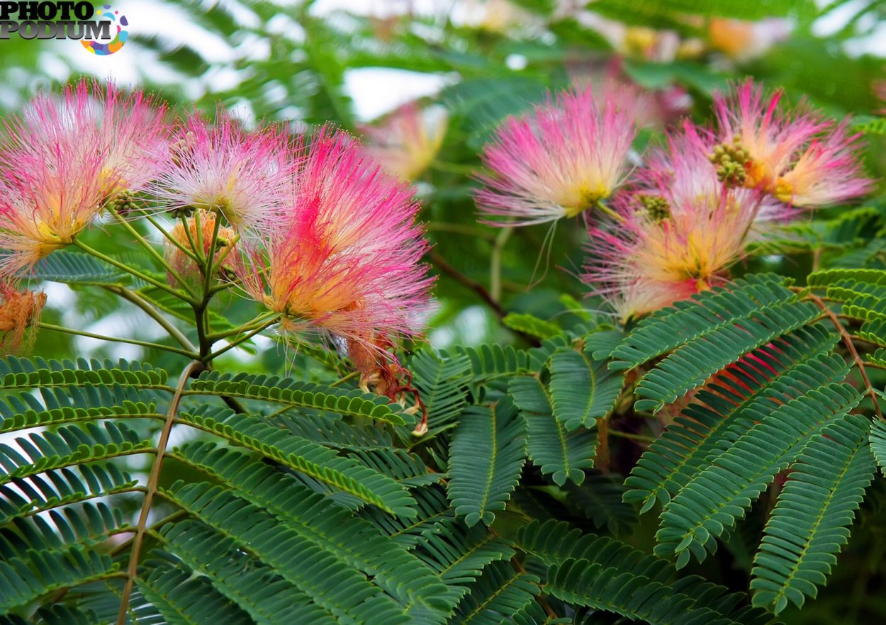 Шелковая Акация обои на телефон