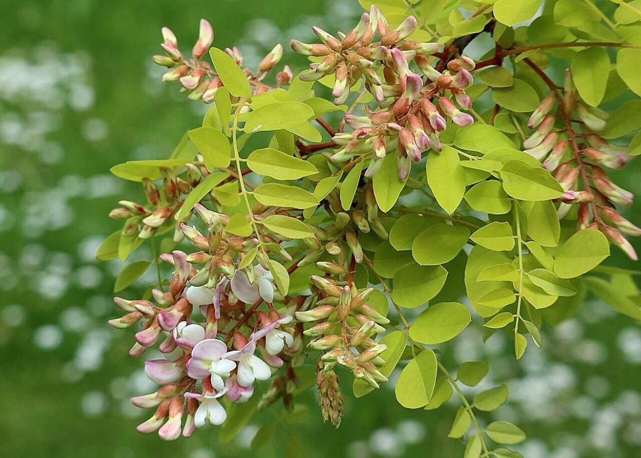 Акация желтая Крымская