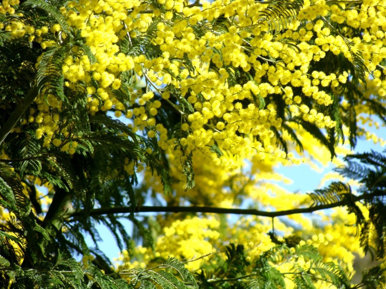 Семена софора Акация