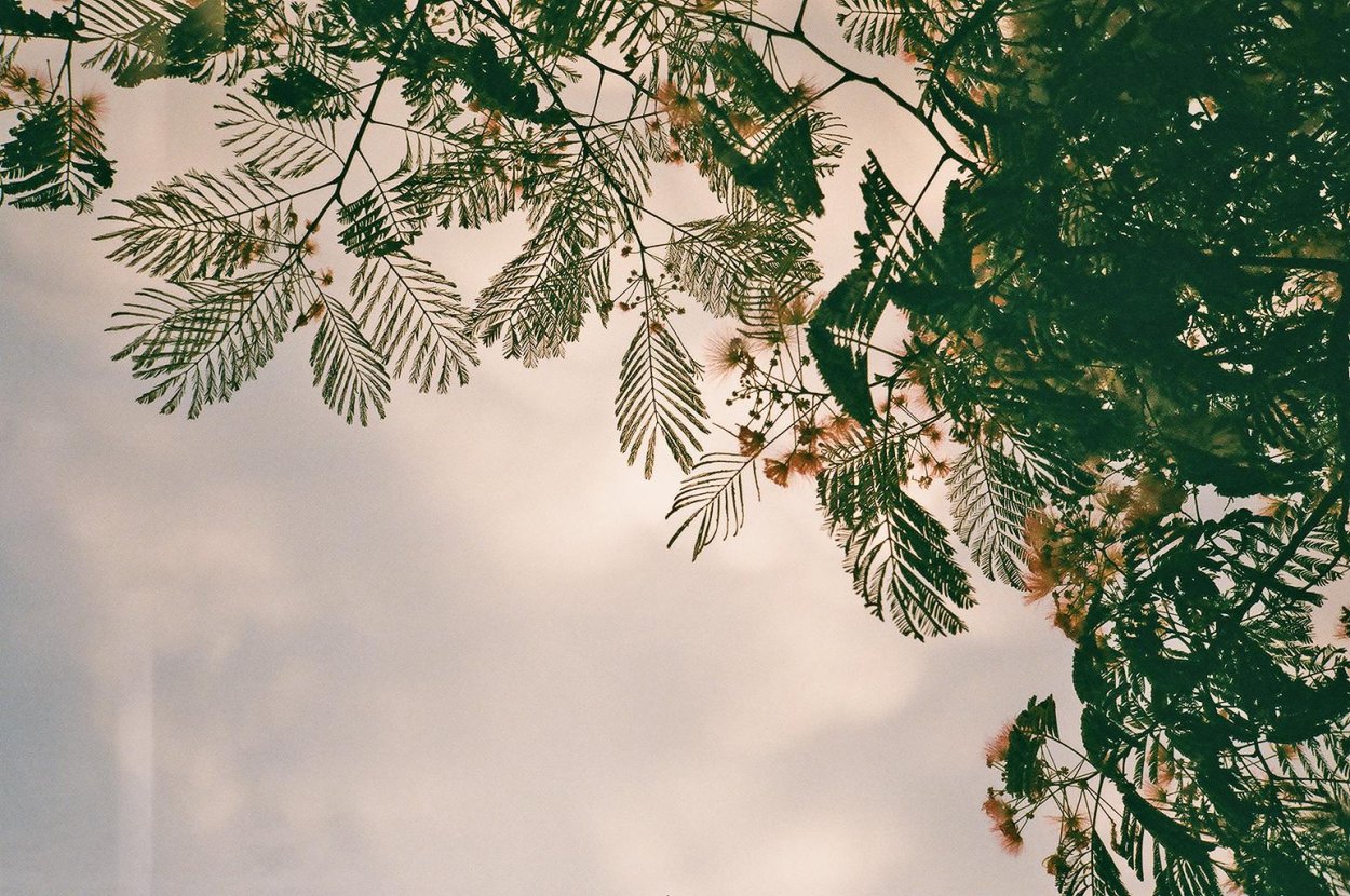 Мимоза дерево или кустарник