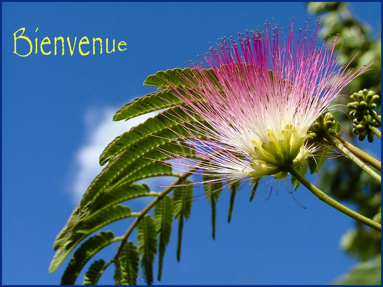 Акация Ялта дерево