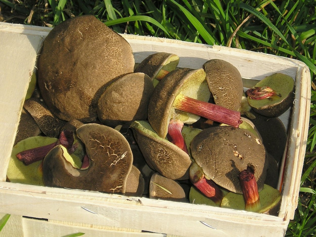 Моховик красный Hortiboletus rubellus