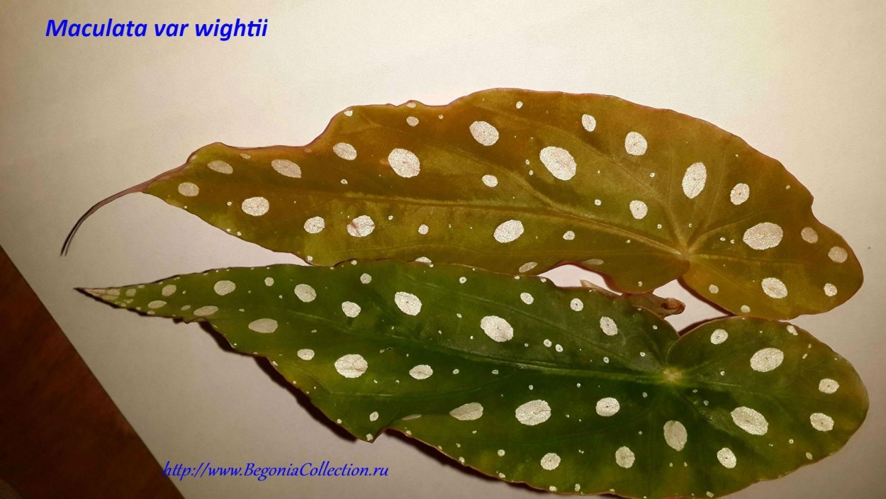 Begonia maculata wightii