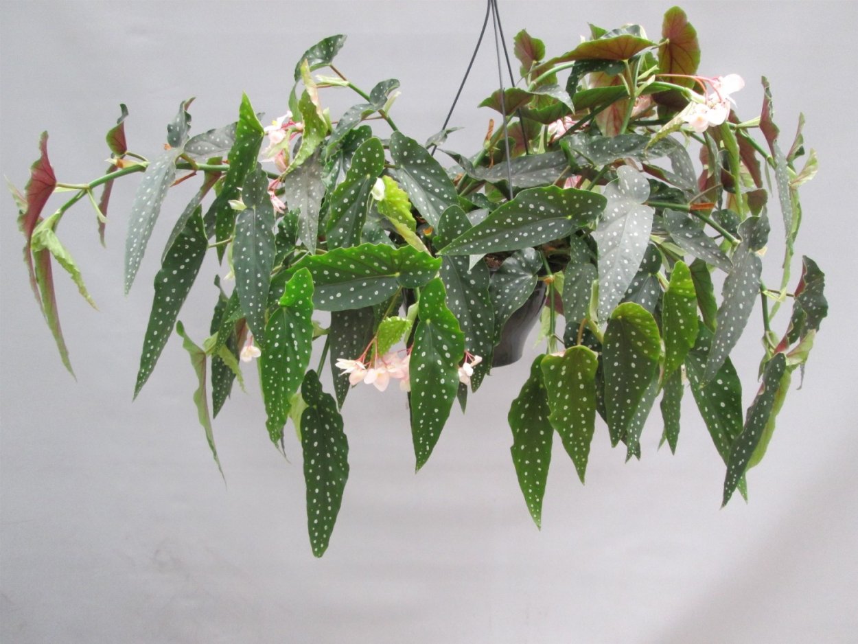 Бегония пятнистая крапчатая