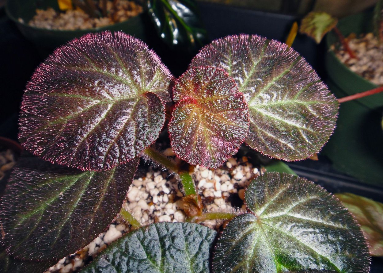 Бегония maculata