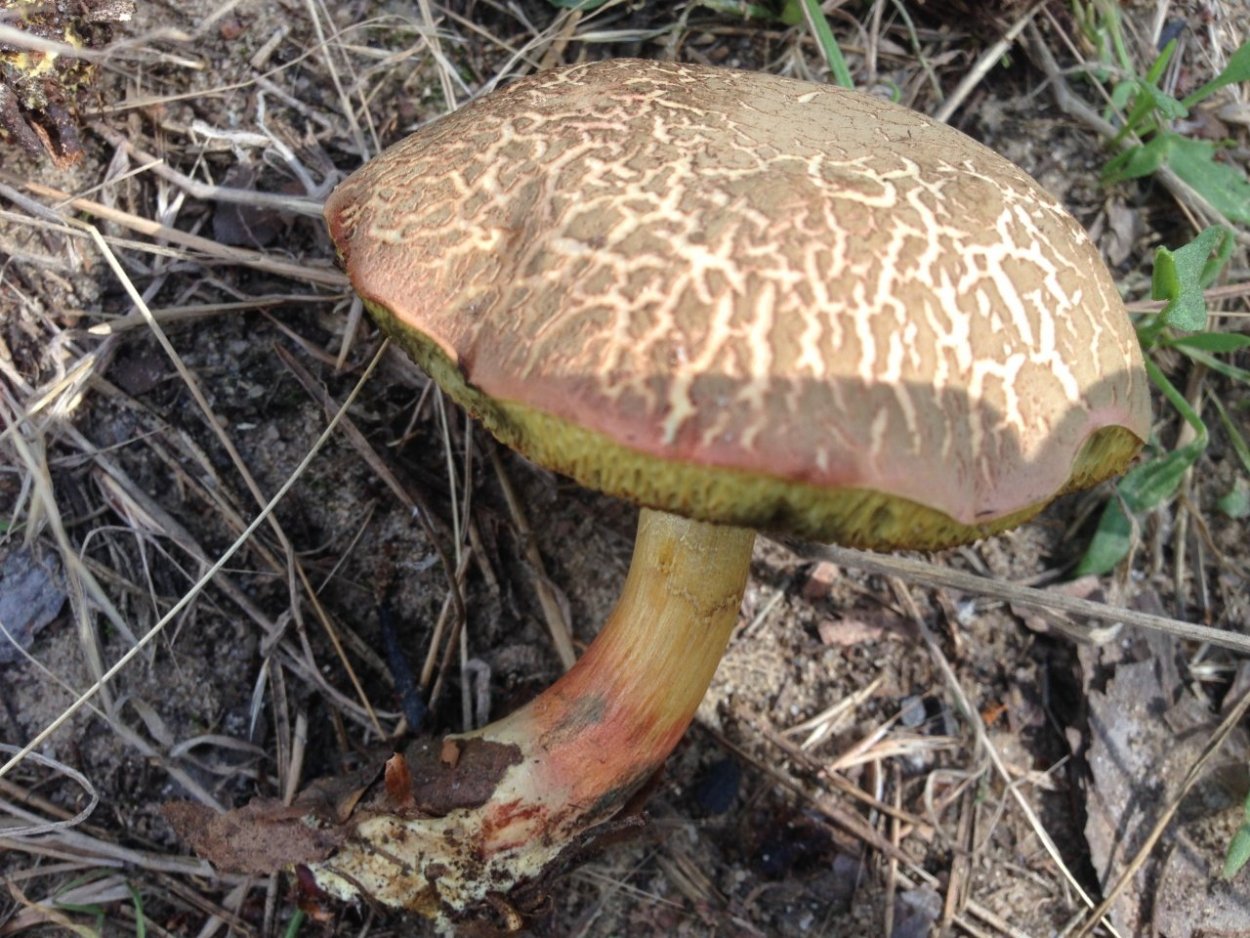 Маслёнок желто-бурый Suillus variegatus