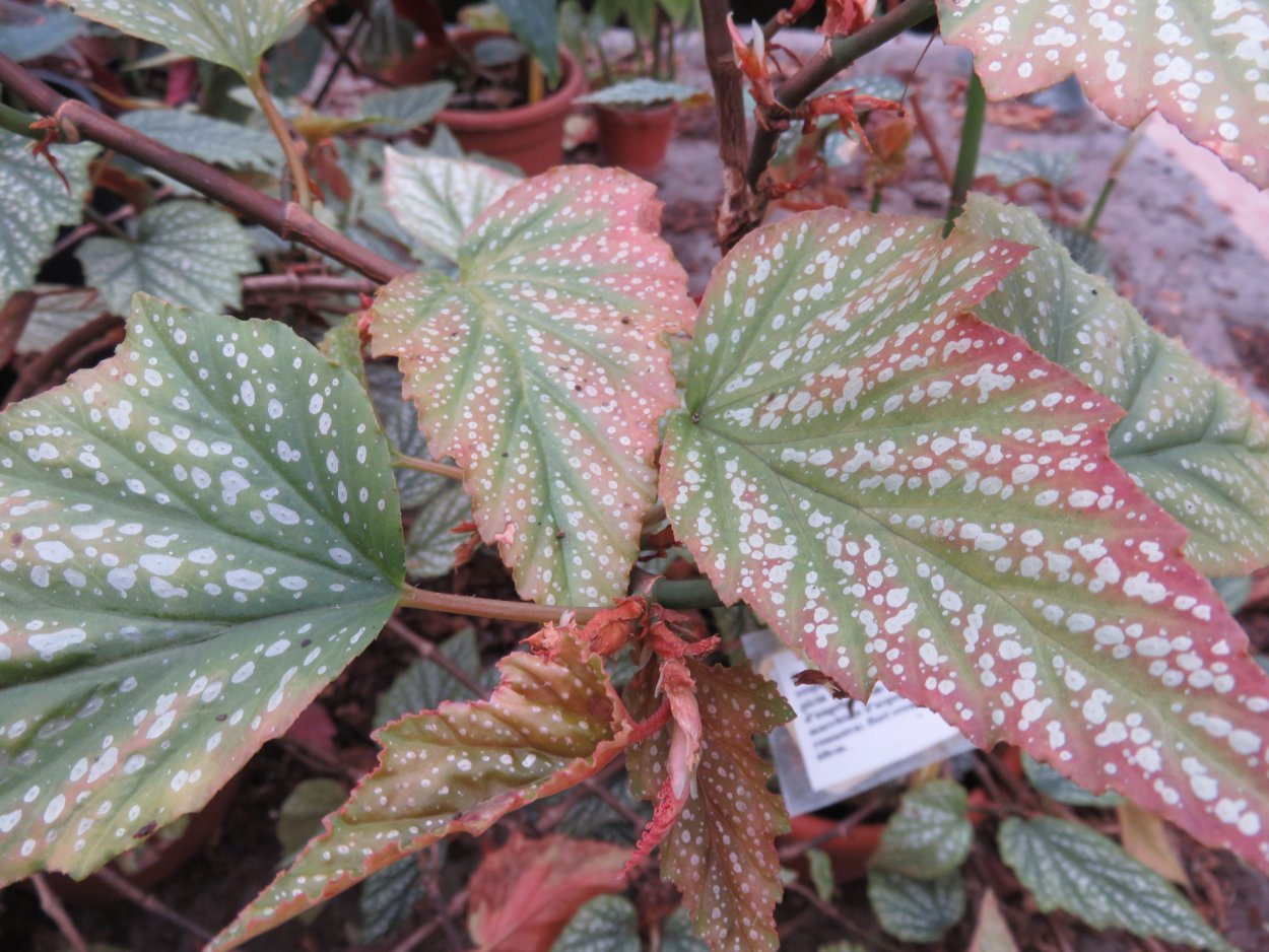 Бегония Сазерленда