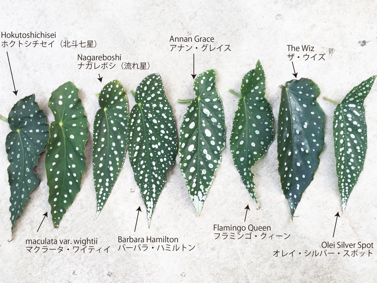 Бегония maculata var. Wightii