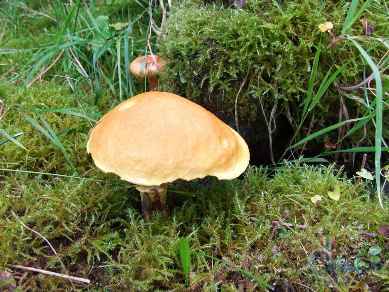 Моховик зеленый гриб