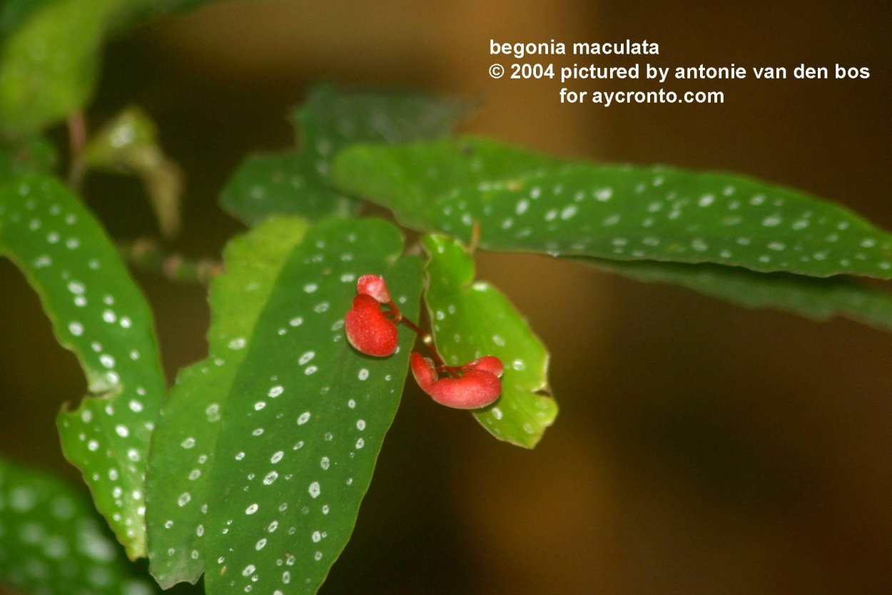 Arctic Breeze бегония