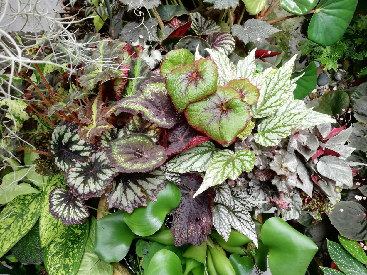 Бегония barsalouxiae