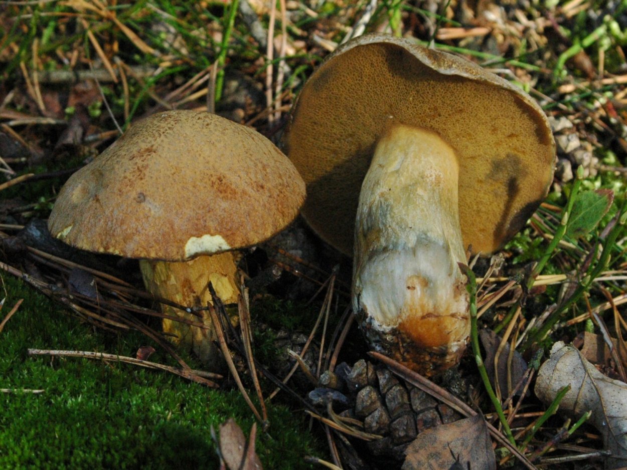 Маслёнок желто-бурый Suillus variegatus