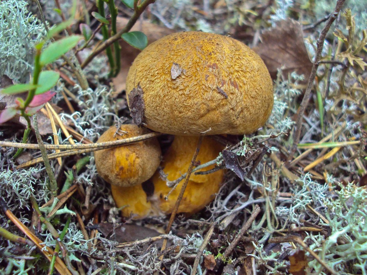 Грибы маслята в Ленинградской области
