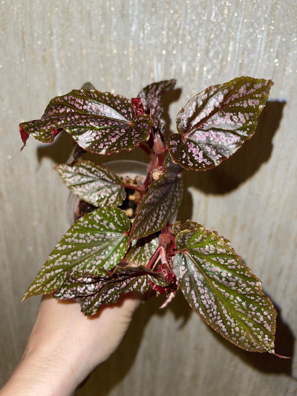 Бегония пятнистая maculata