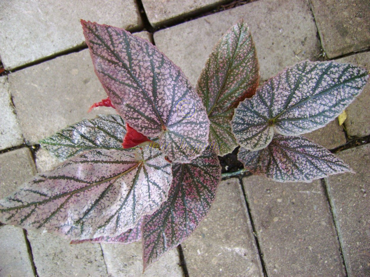 Бегония псевдолюберси Кейн