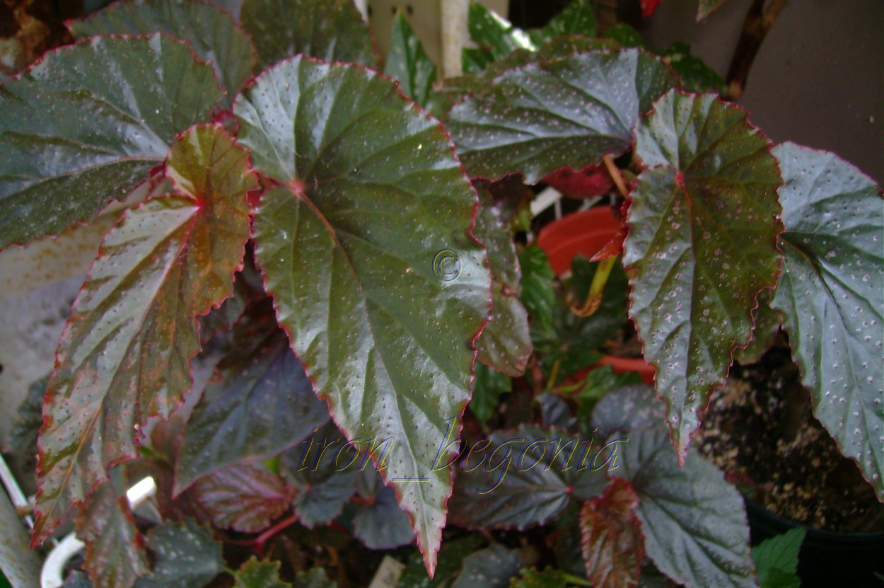 Бегония Маурис