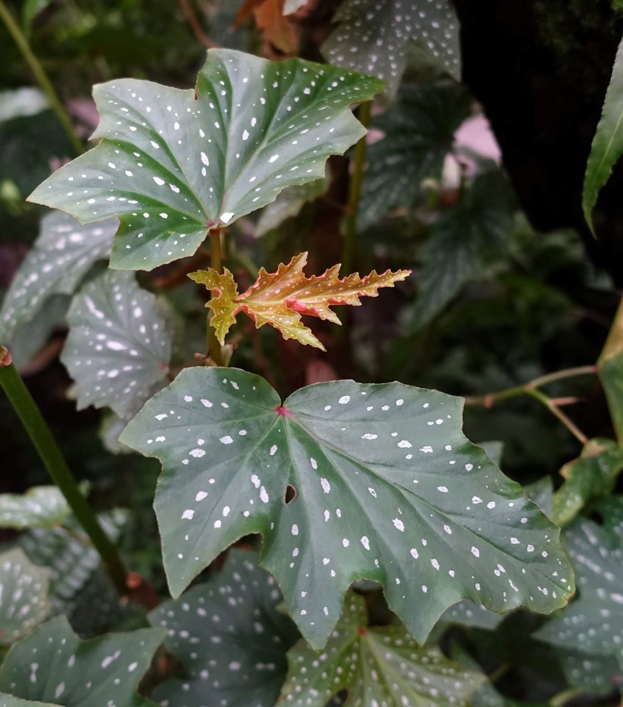 Бегония Синдбад