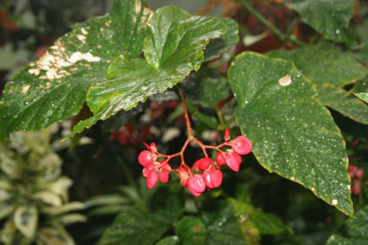 Бегония Тамайя