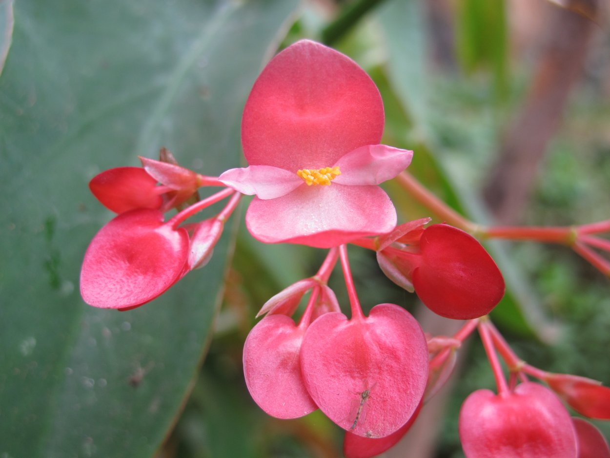 Бегония пальмовидная
