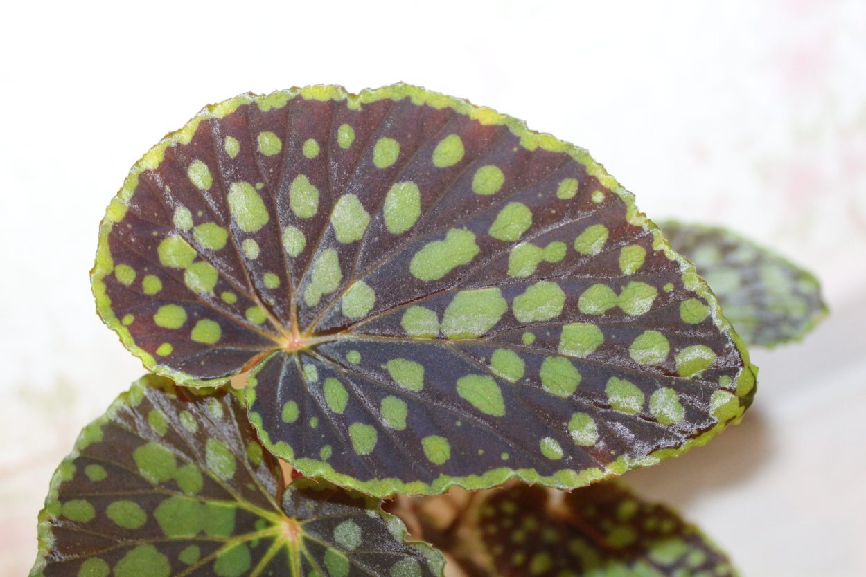 Бегония макулата (пятнистая)
