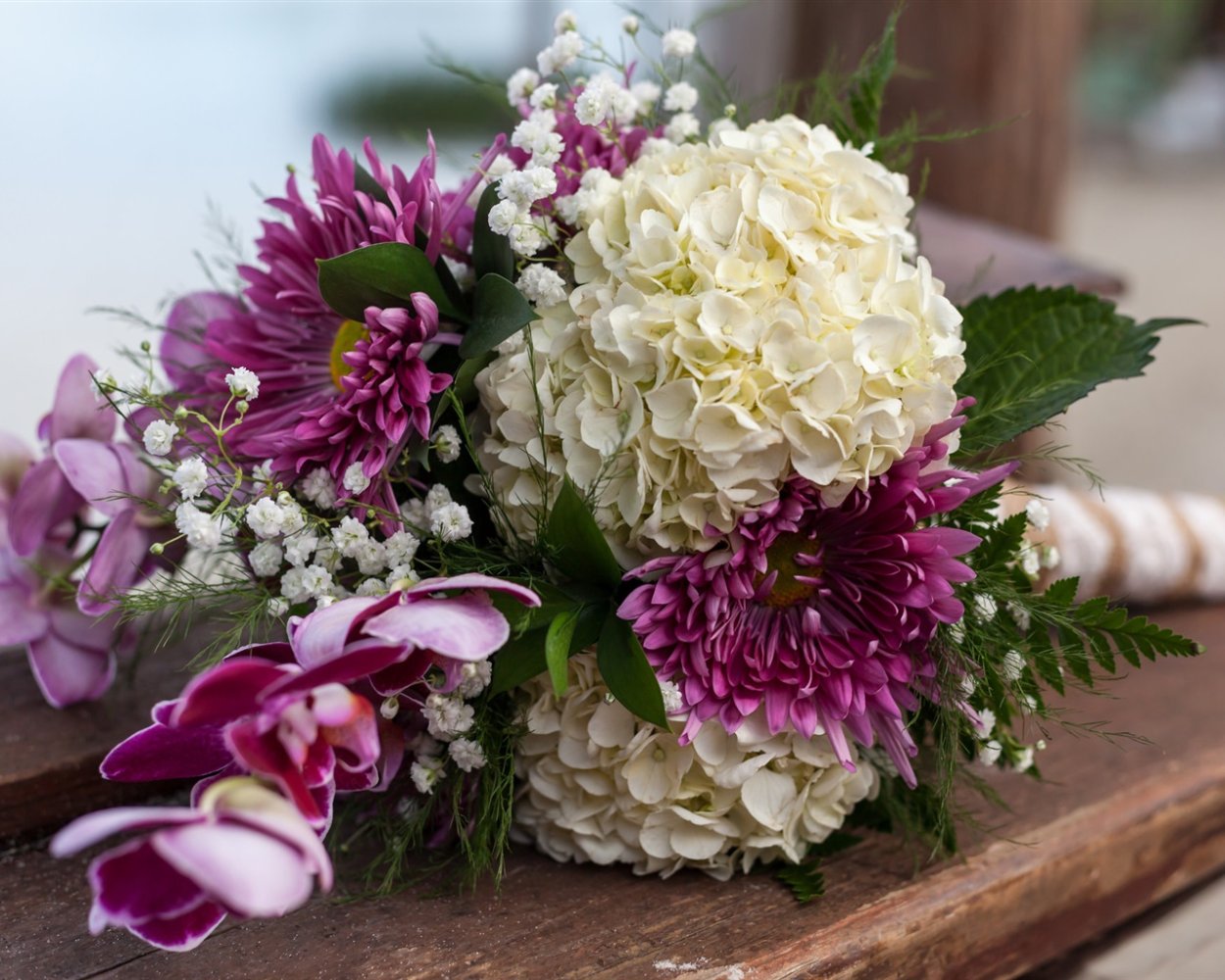 Гортензия георгин