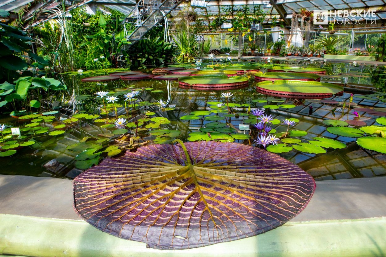 Ботанический сад Санкт-Петербург Аптекарский