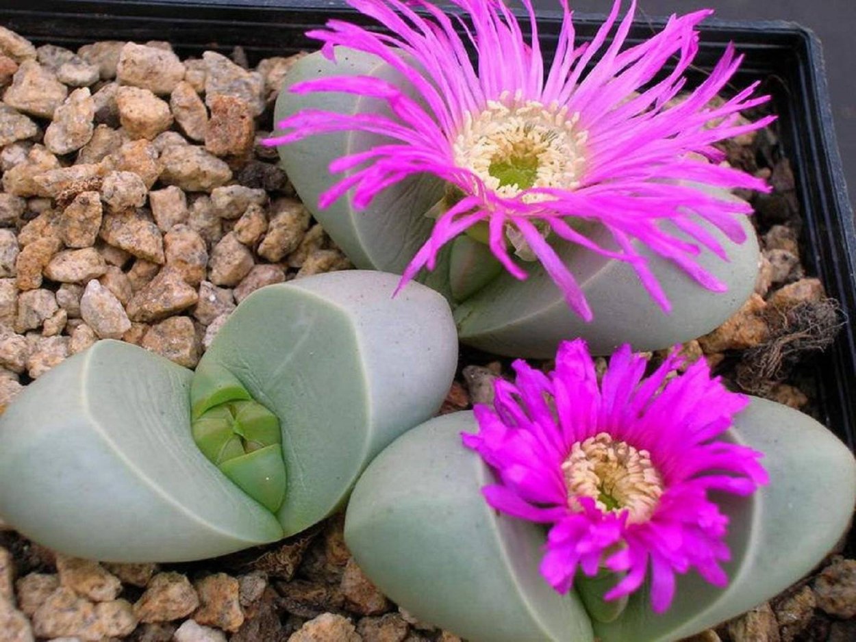 Литопс Аргиродерма