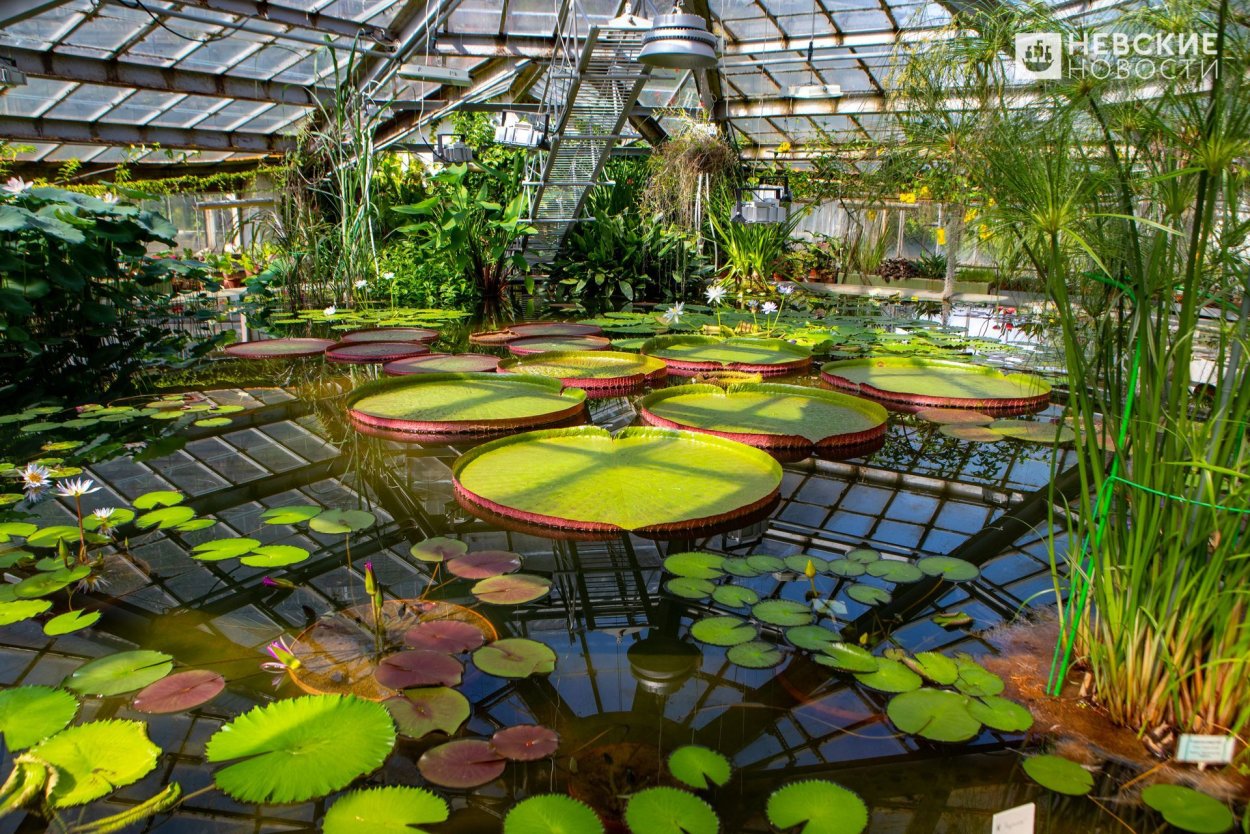 Ботанический сад Цицина Москва