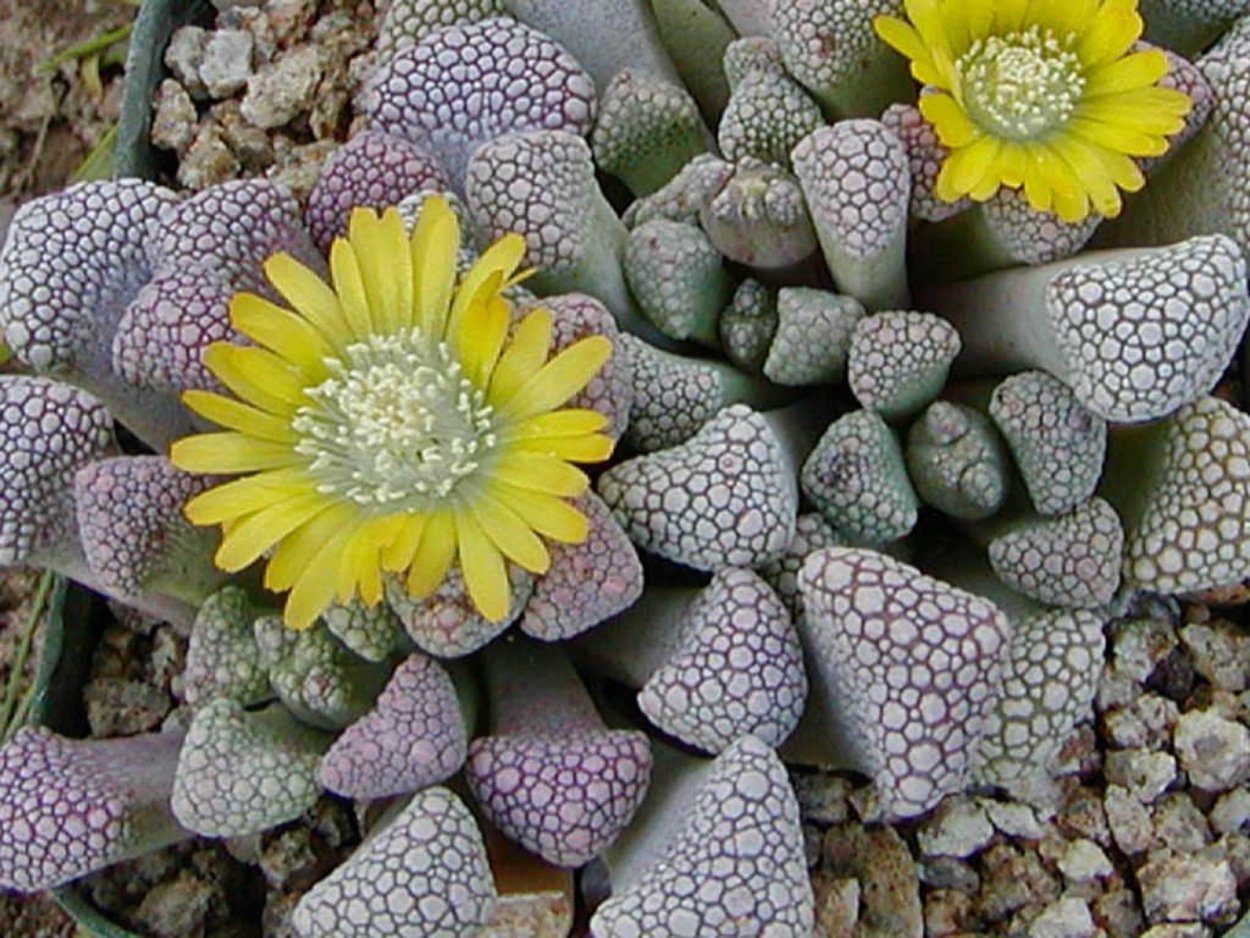 Титанопсис калькарея Суккуленты