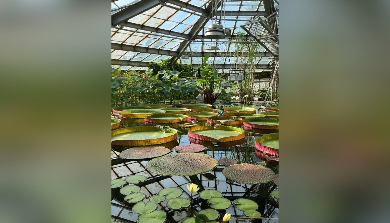 Ботанический сад Киев оранжерея